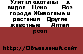 Улитки ахатины  2-х видов › Цена ­ 0 - Все города Животные и растения » Другие животные   . Алтай респ.